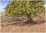 Genesis 12 - Call of Abram - Scene 03 - Oak of Moreh, Shechem camp (with Oak) - Background 980x706px col.jpg